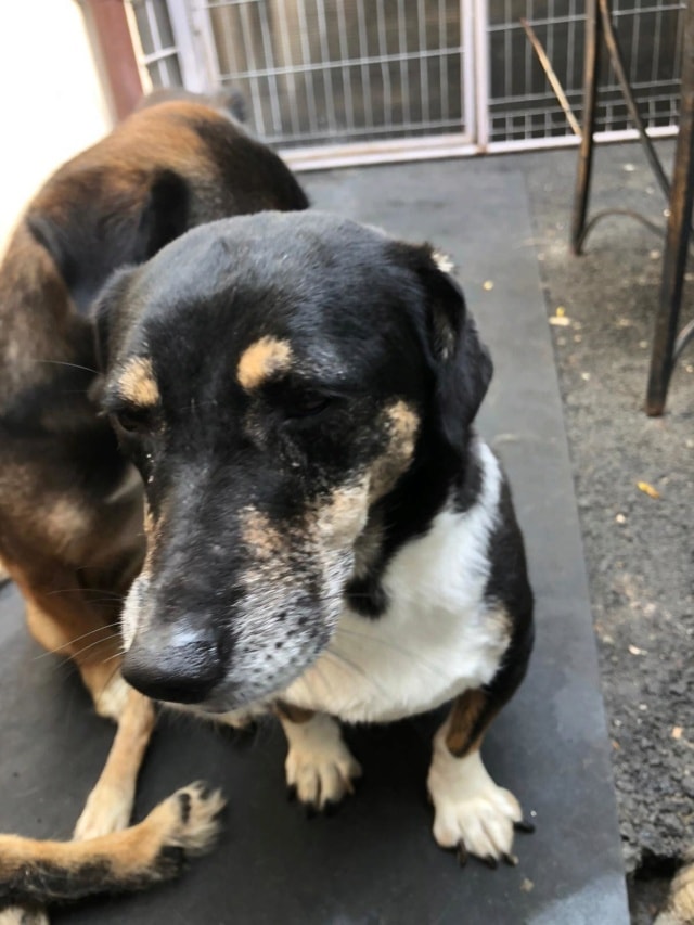 Lisette, dog for adoption at Remember Me France
