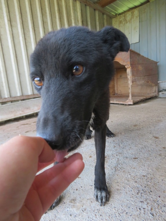 Litchee, dog for adoption at Remember Me France