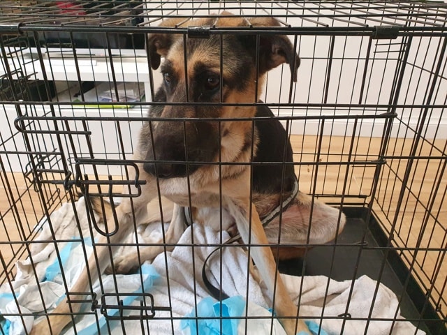 Lola, dog for adoption at Remember Me France