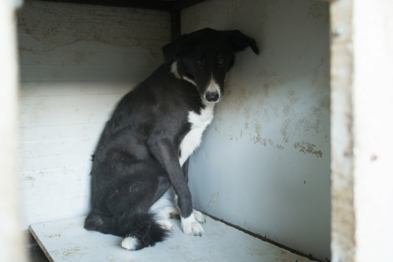 Loulette, dog for adoption at Remember Me France