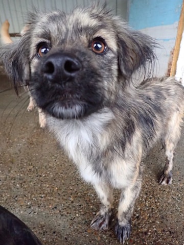 Louloute, dog for adoption at Remember Me France