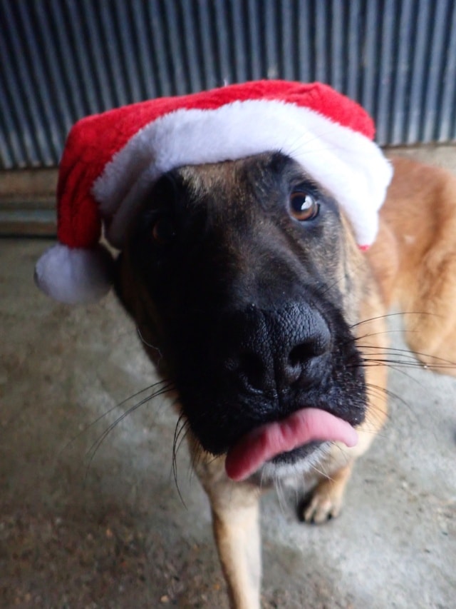 Ludwig, dog for adoption at Remember Me France