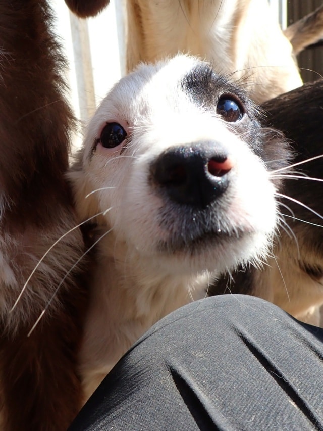 Lugia, chien à l'adoption chez Remember Me France