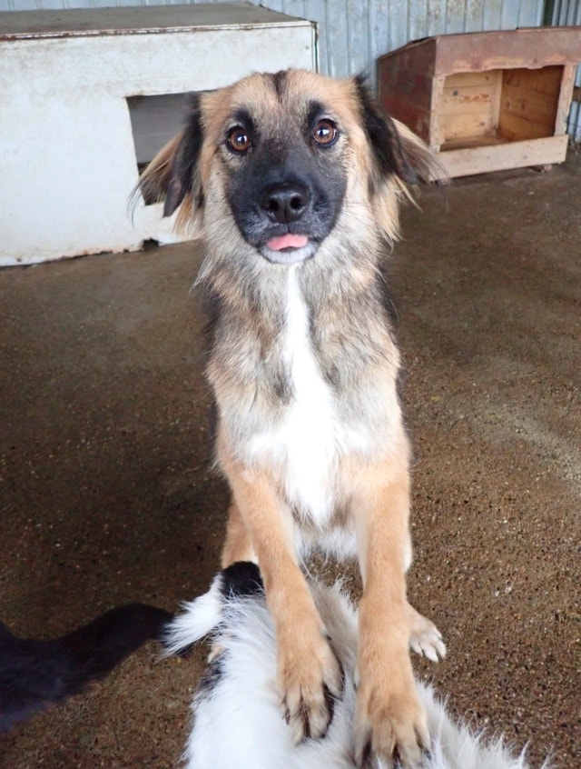 Photo de Lulu, à l'adoption