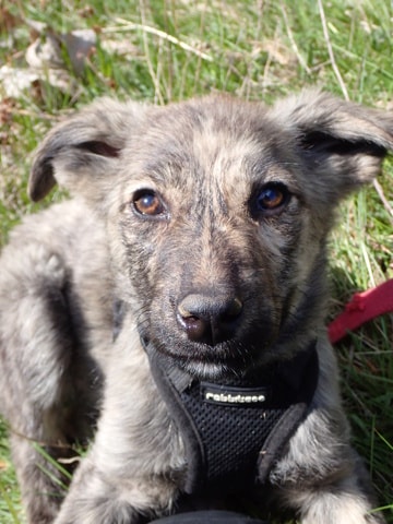 Lumi, chien à l'adoption chez Remember Me France