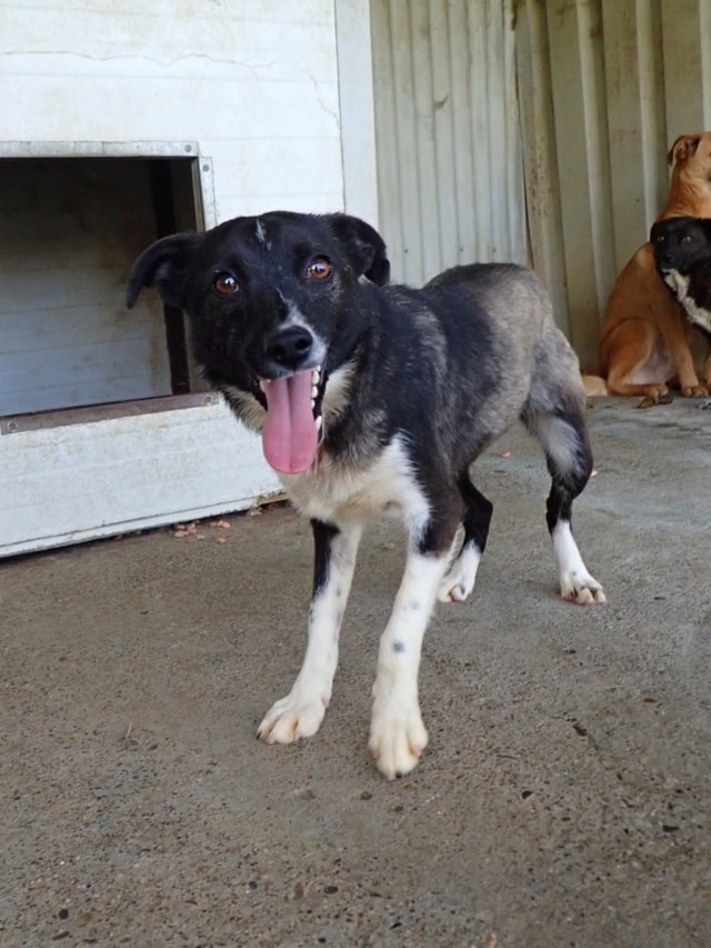 Luna, dog for adoption at Remember Me France