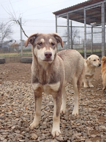 Meadows, dog for adoption at Remember Me France