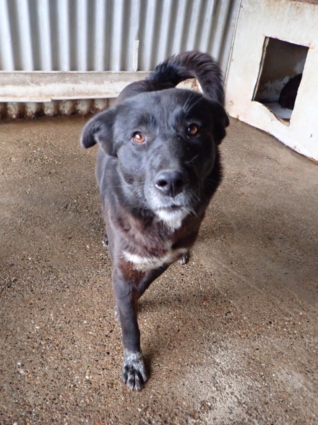 Meii, dog for adoption at Remember Me France