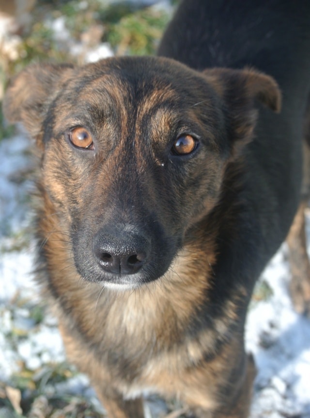 Michoco, dog for adoption at Remember Me France