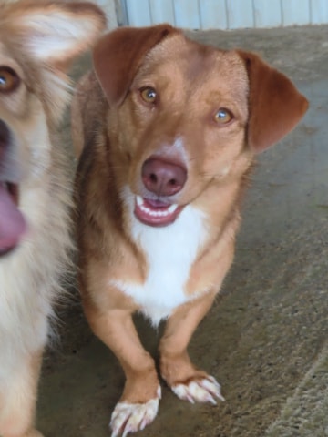 Minnie, dog for adoption at Remember Me France
