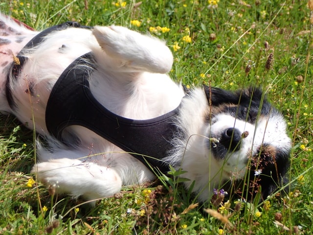 Mononoké, dog for adoption at Remember Me France