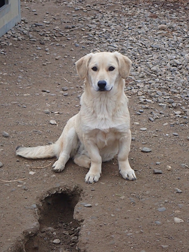 Myriade, dog for adoption at Remember Me France
