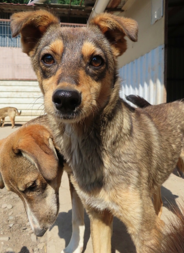 Nagori, dog for adoption at Remember Me France