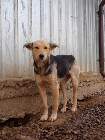 Najua, dog for adoption at Remember Me France