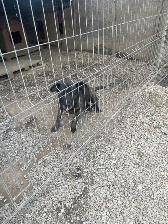 Nala, dog for adoption at Remember Me France