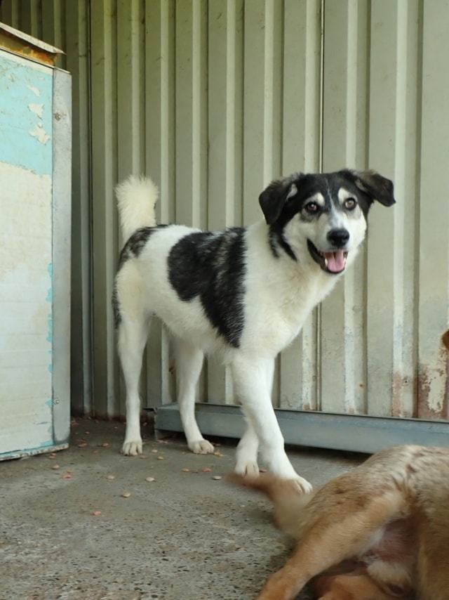 Nican, dog for adoption at Remember Me France