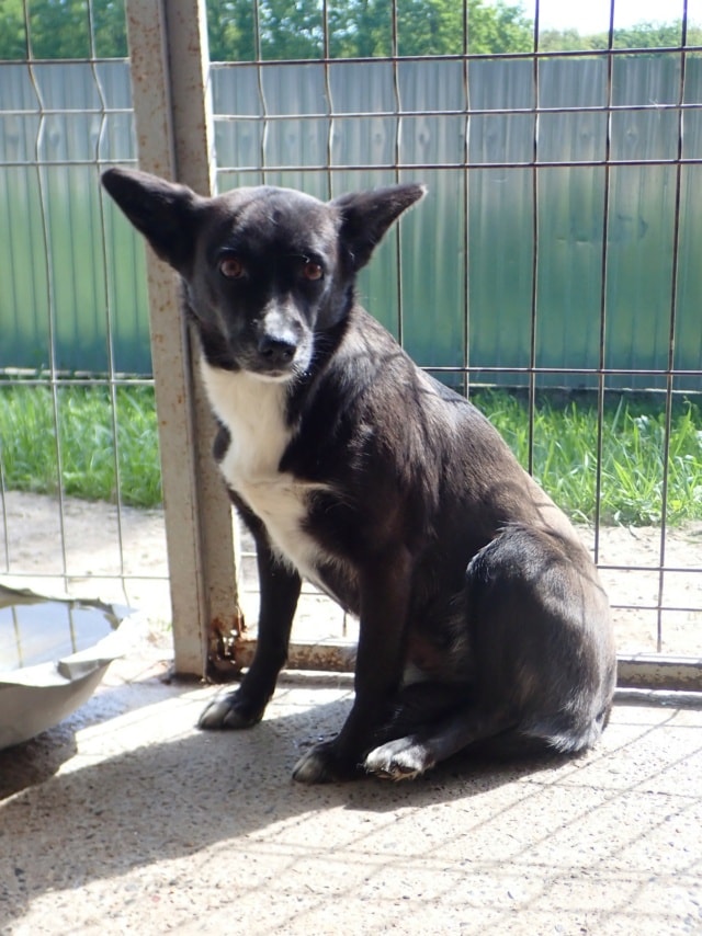 Nyxelle, dog for adoption at Remember Me France