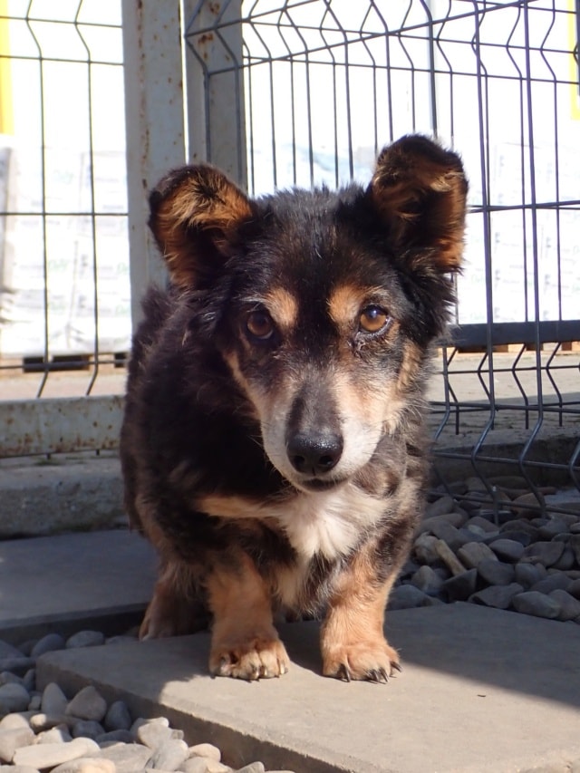 Oldie, dog for adoption at Remember Me France