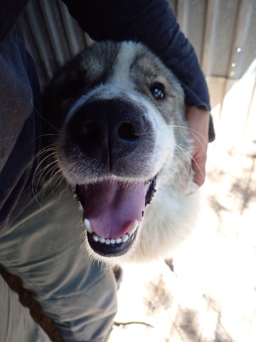 Olympe, dog for adoption at Remember Me France