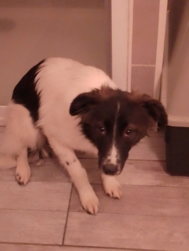 Origami, dog for adoption at Remember Me France