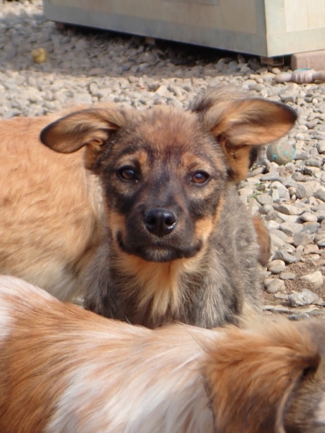 Oswald, dog for adoption at Remember Me France
