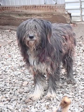 Otto, dog for adoption at Remember Me France