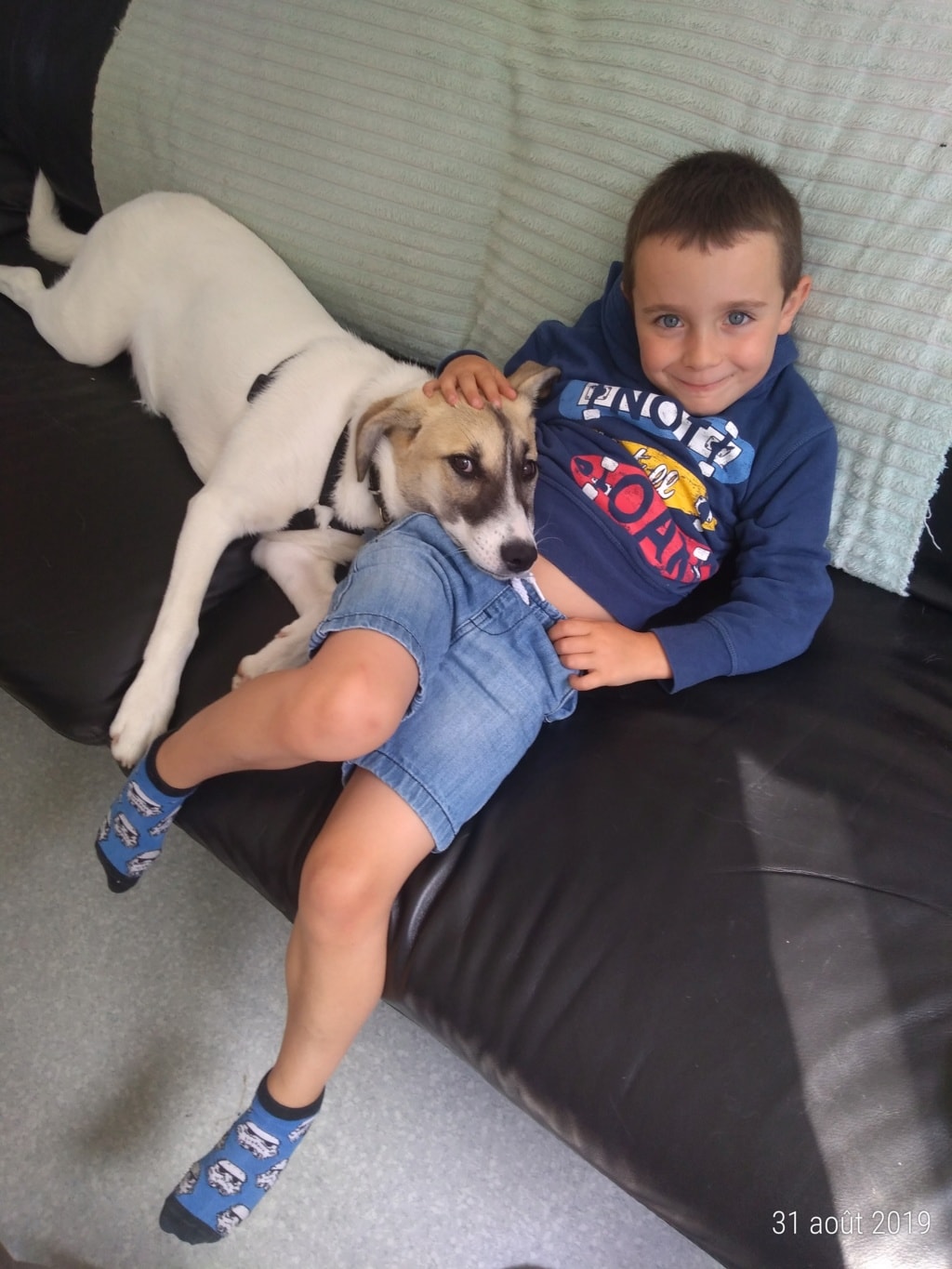 Pilaf, dog for adoption at Remember Me France