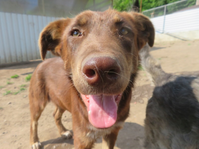 Plume, dog for adoption at Remember Me France