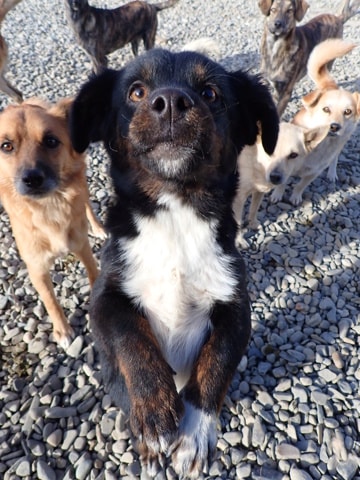 Pocus, dog for adoption at Remember Me France