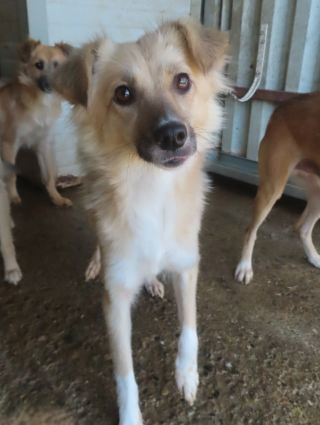 Polly, dog for adoption at Remember Me France
