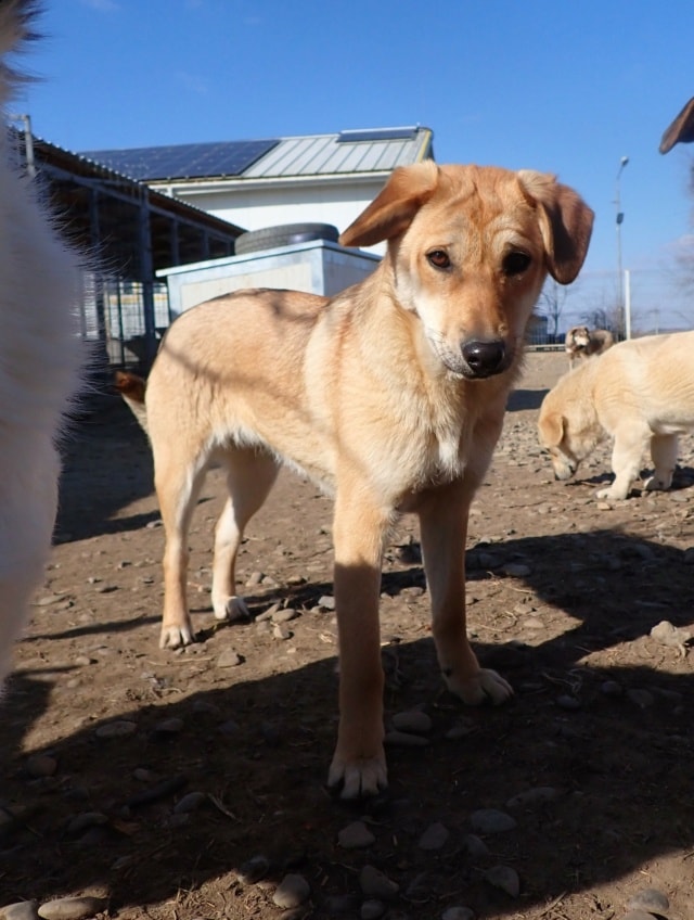 Pomme, dog for adoption at Remember Me France