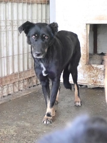 Popi, dog for adoption at Remember Me France
