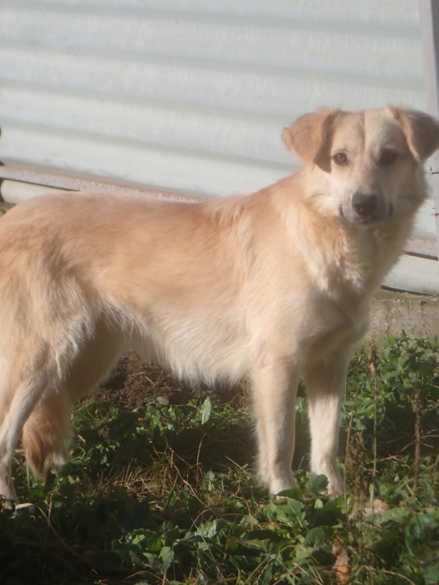 Popsy, dog for adoption at Remember Me France