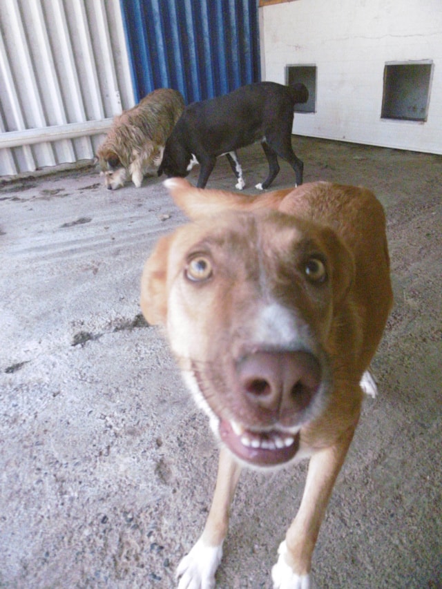 Praline, chien à l'adoption chez Remember Me France