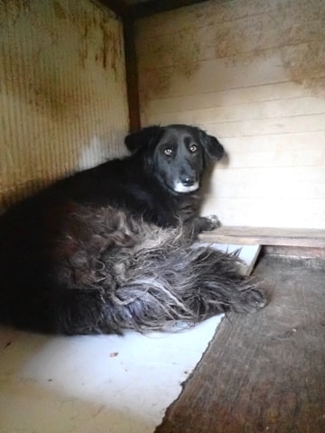 Priya, dog for adoption at Remember Me France