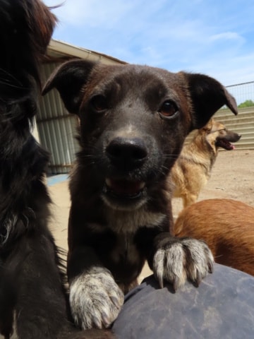 Qora, dog for adoption at Remember Me France