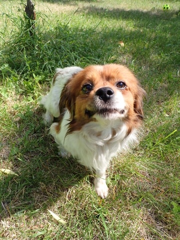 Rabiot, dog for adoption at Remember Me France