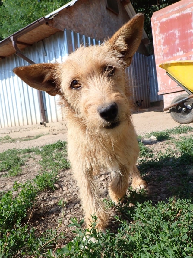 Ratcha, dog for adoption at Remember Me France
