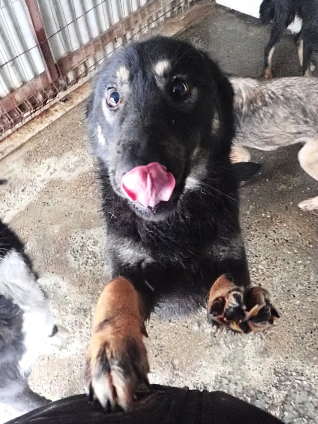 Raven, chien à l'adoption chez Remember Me France