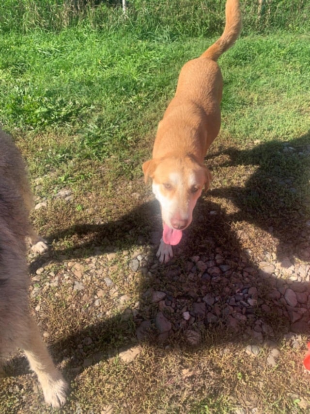 Redhead, dog for adoption at Remember Me France
