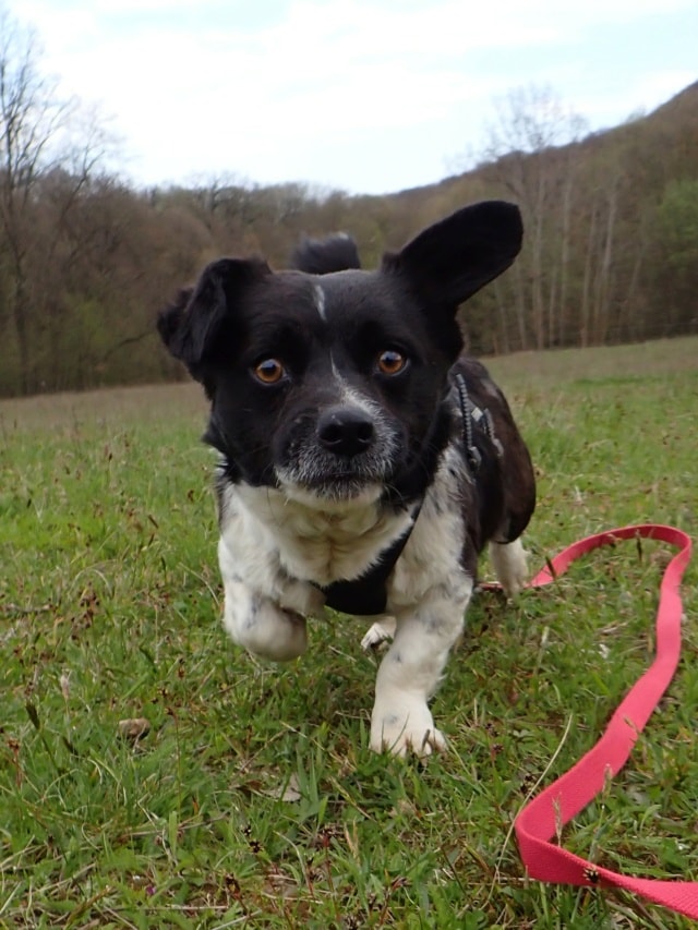 Rimini, dog for adoption at Remember Me France