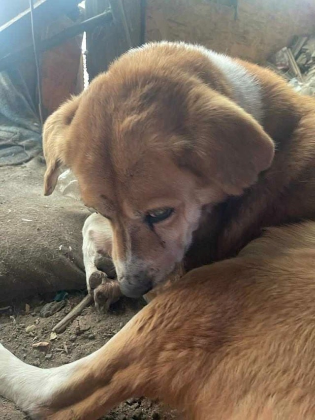 Romeo 2, dog for adoption at Remember Me France