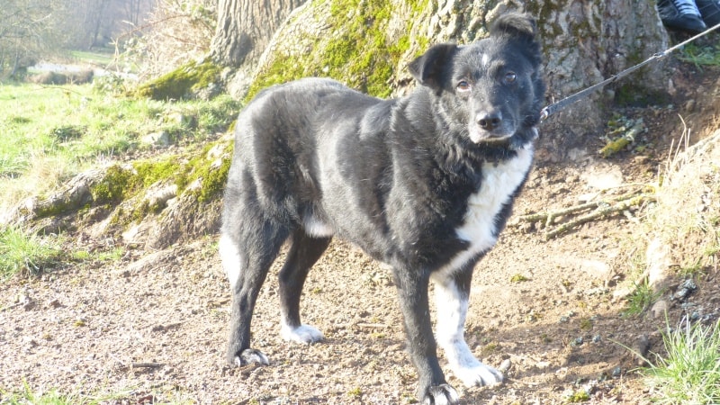 Roswell, dog for adoption at Remember Me France