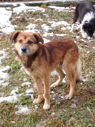 Sabayon, dog for adoption at Remember Me France