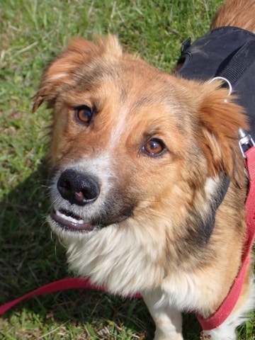 Sabre, dog for adoption at Remember Me France