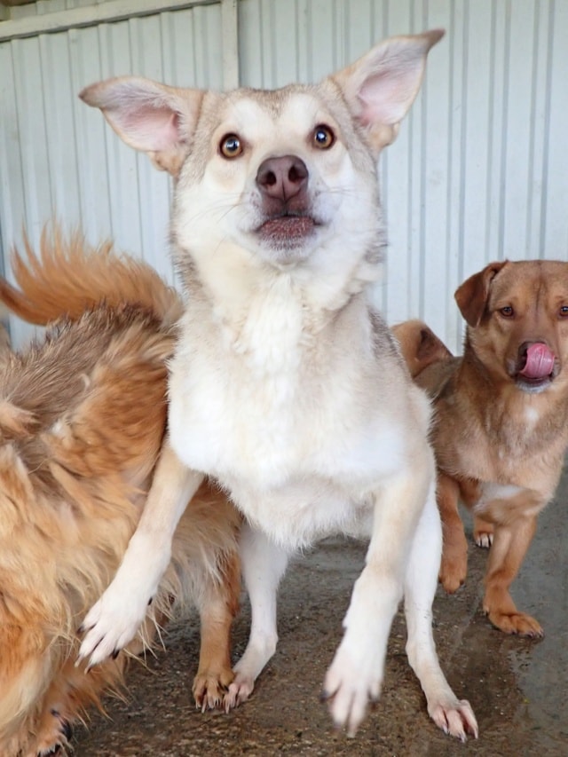 Sadie, dog for adoption at Remember Me France