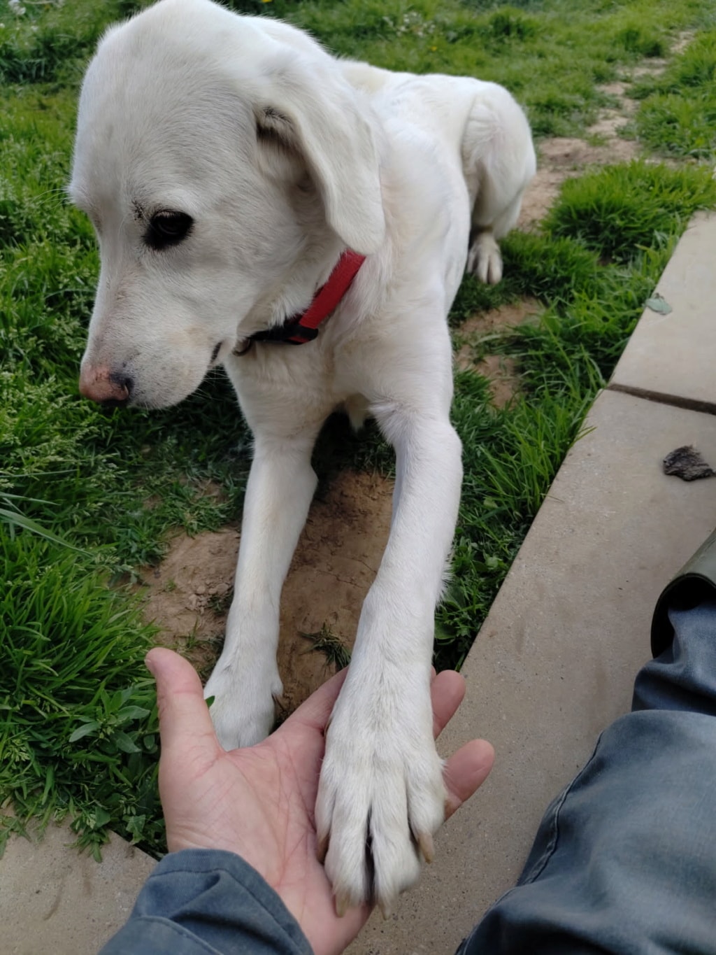 Samba, dog for adoption at Remember Me France