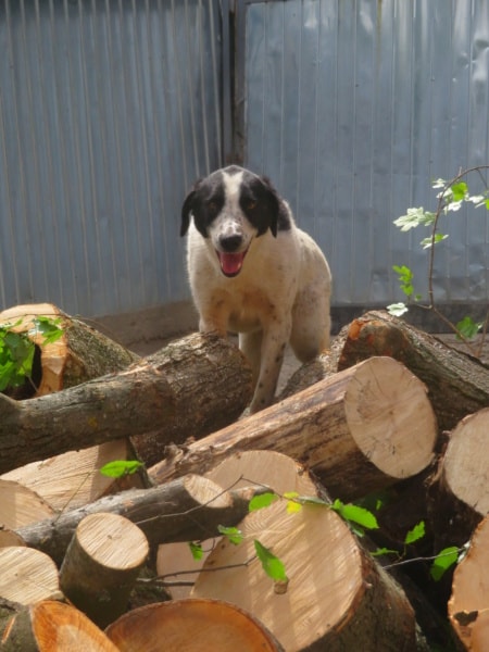 Sambo, dog for adoption at Remember Me France