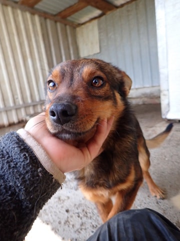 Sami, dog for adoption at Remember Me France