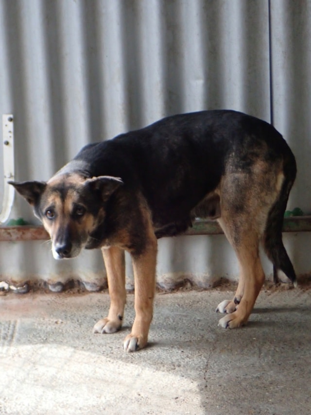Sarabi, dog for adoption at Remember Me France